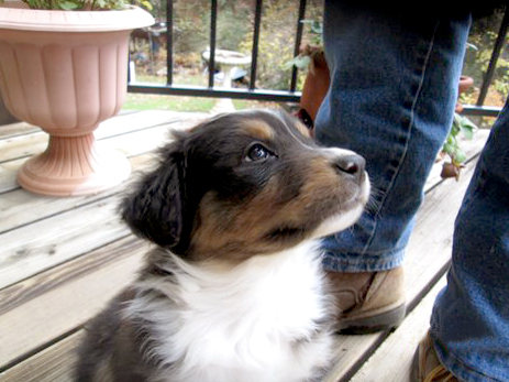 New Puppy